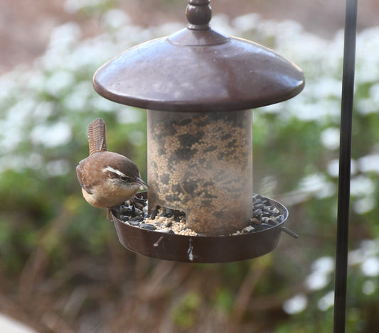 Backyard Birding Basics