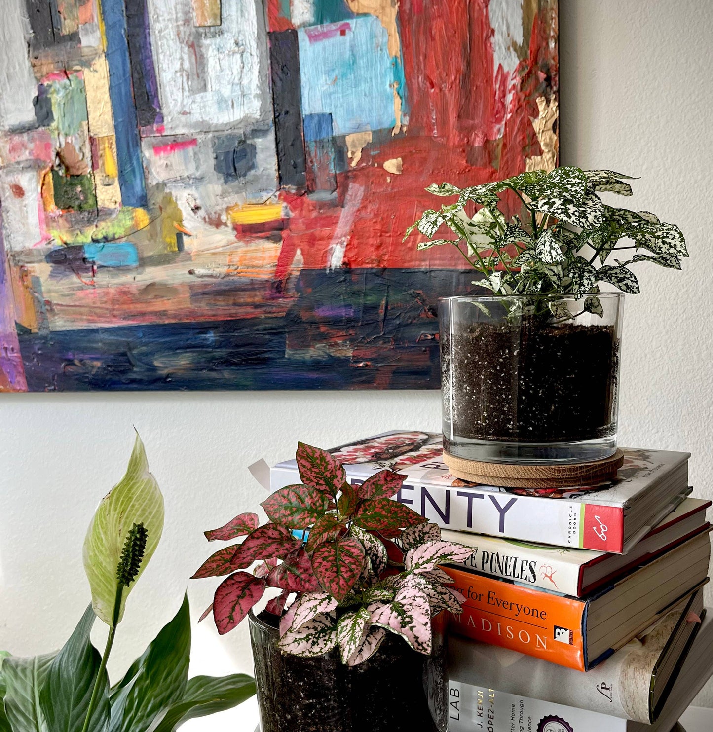 Potting Shed Creations, Ltd. - NEW | Houseplant Collection | First Snow