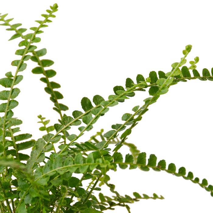 House Plant Wholesale - FERN LEMON BUTTON 6-inch
