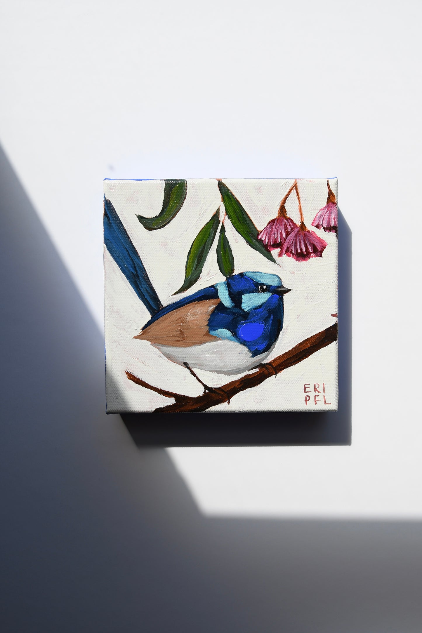 A Bird A Day No 15: The 2nd Fairy Wren