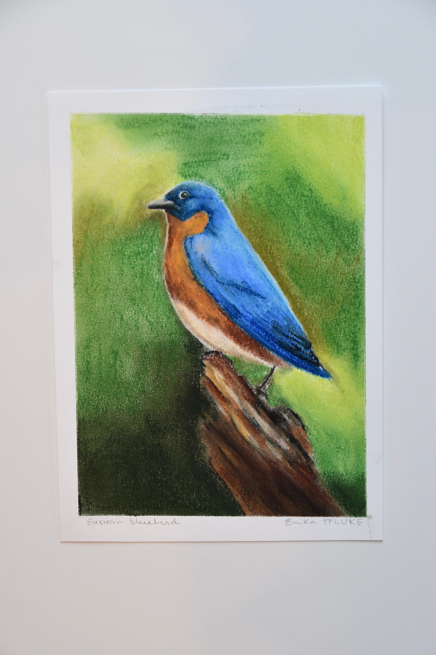 Eastern Bluebird Pastel Art