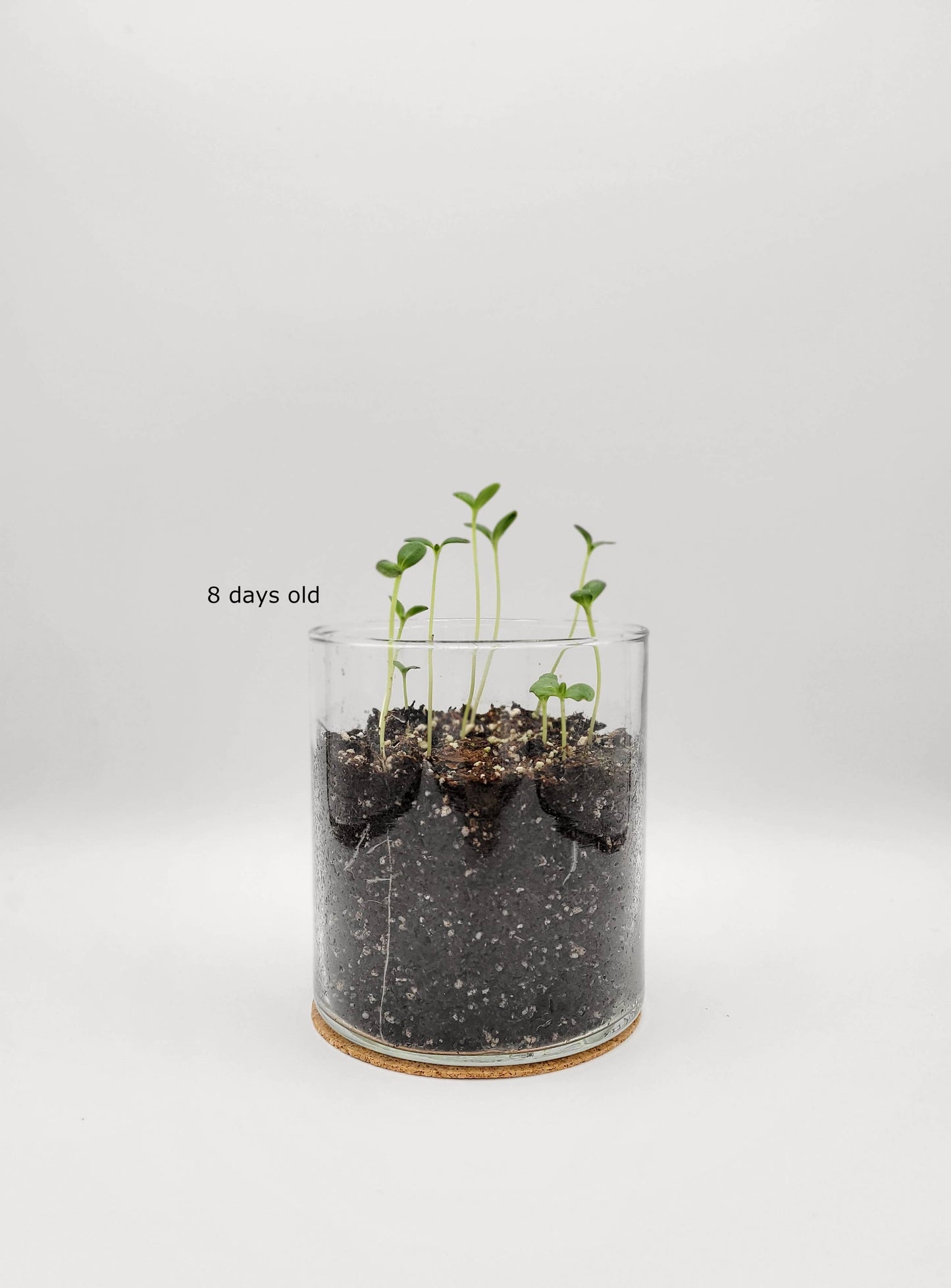 Potting Shed Creations, Ltd. - Essential | Happy Birthday Flower Garden