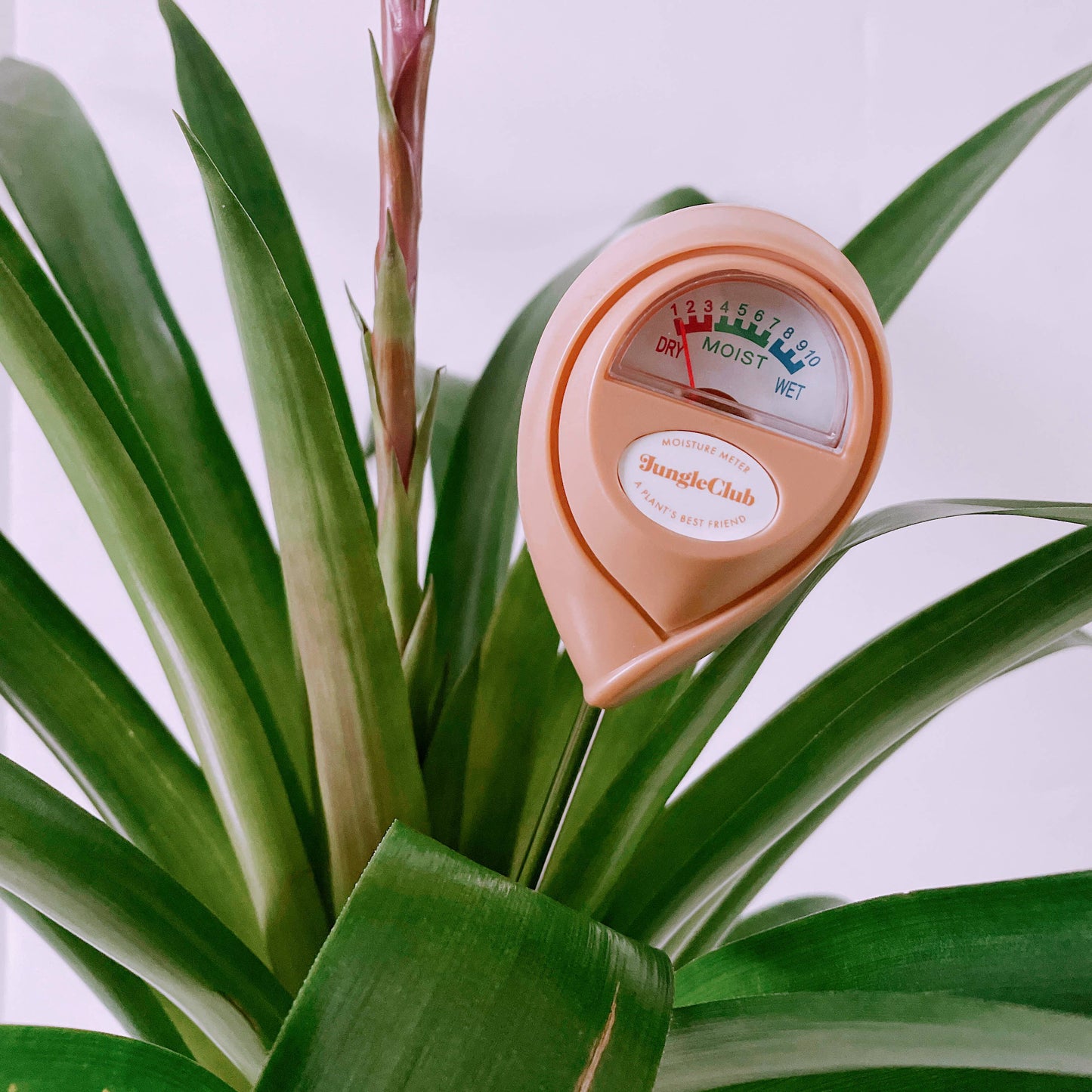 Jungle Club - Moisture Meter | Pink