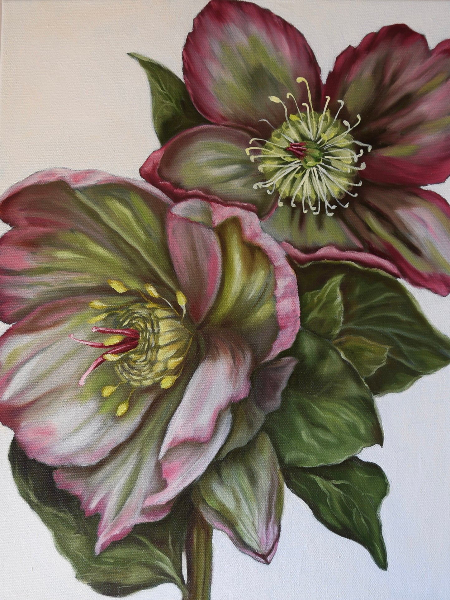 Hellebores in Oil Signed Art Print