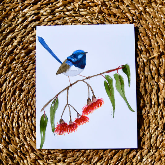 Superb Fairy Wren Art Print