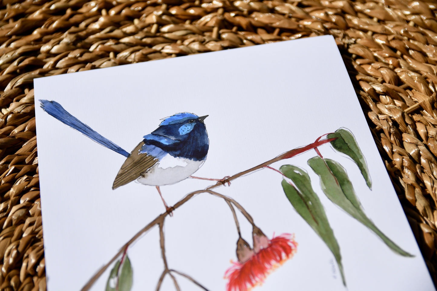 Superb Fairy Wren Art Print