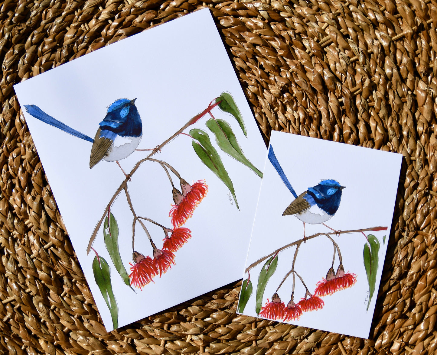 Superb Fairy Wren Art Print