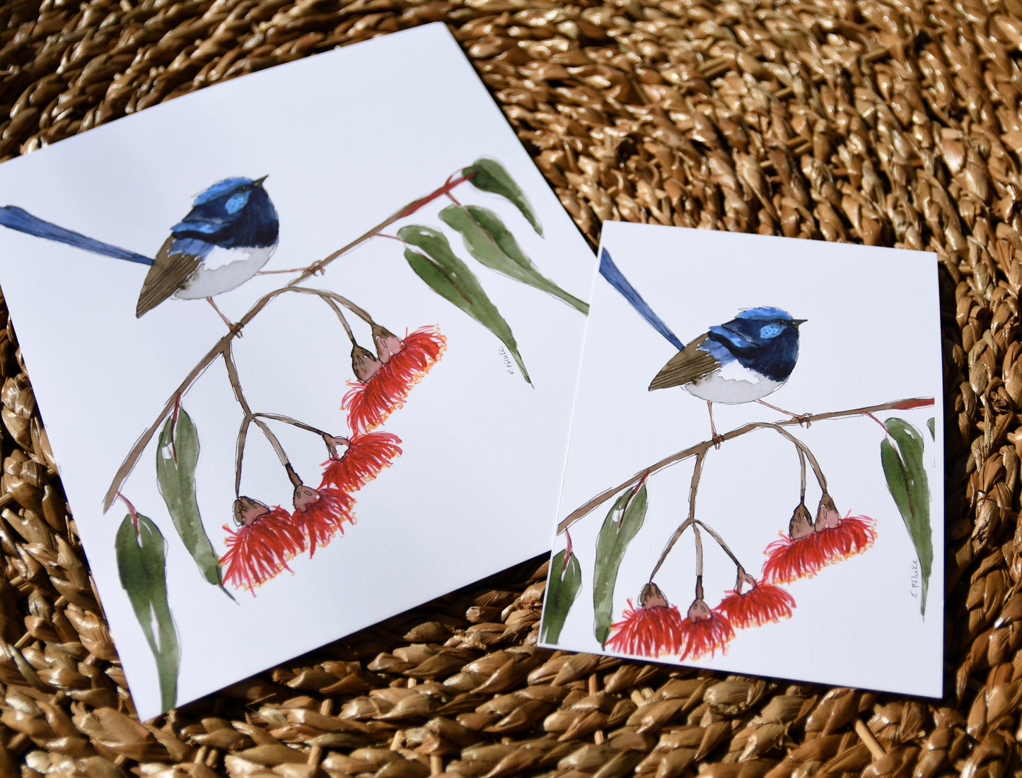Superb Fairy Wren Art Print