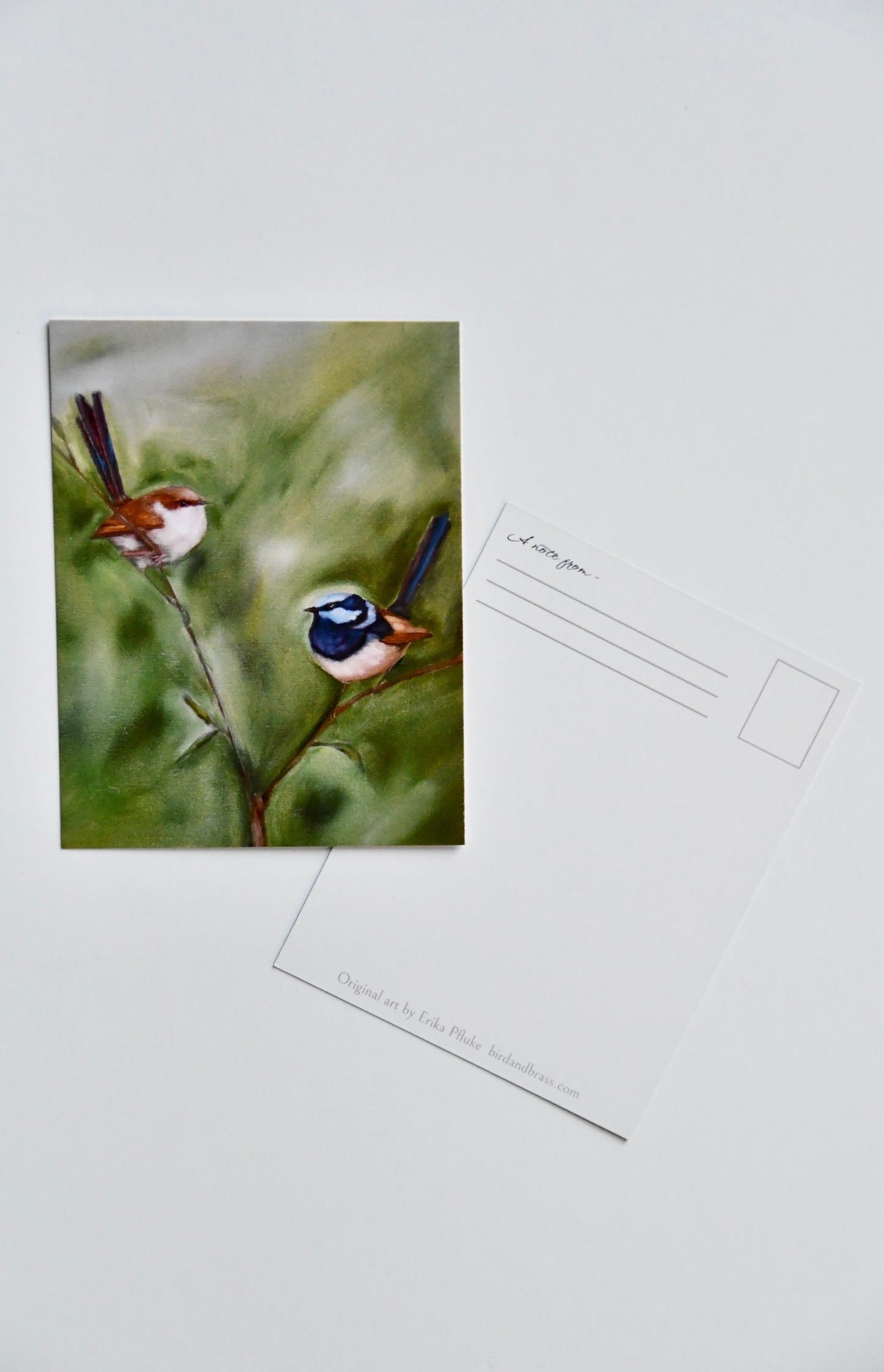 Fairy Wrens Postcard