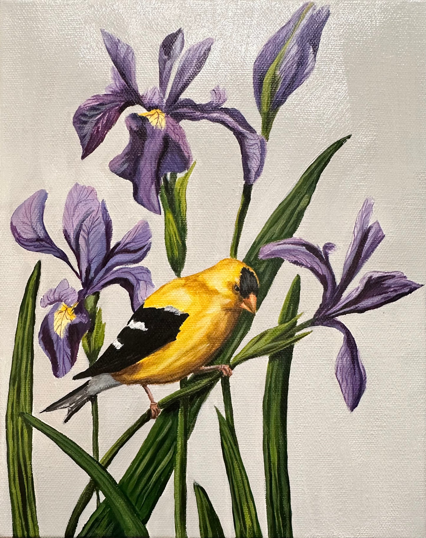 Goldfinch & Irises Textured Art Print