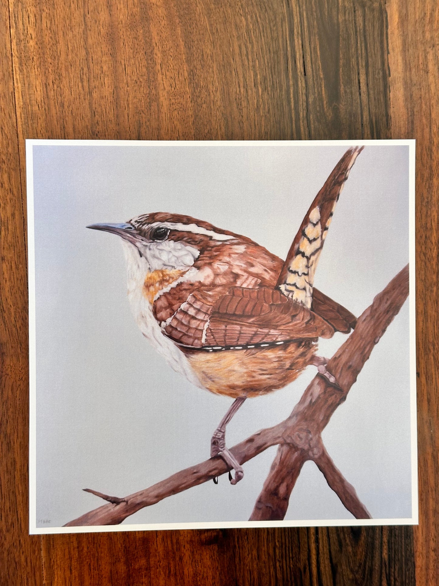 Carolina Wren Art Print 8x8