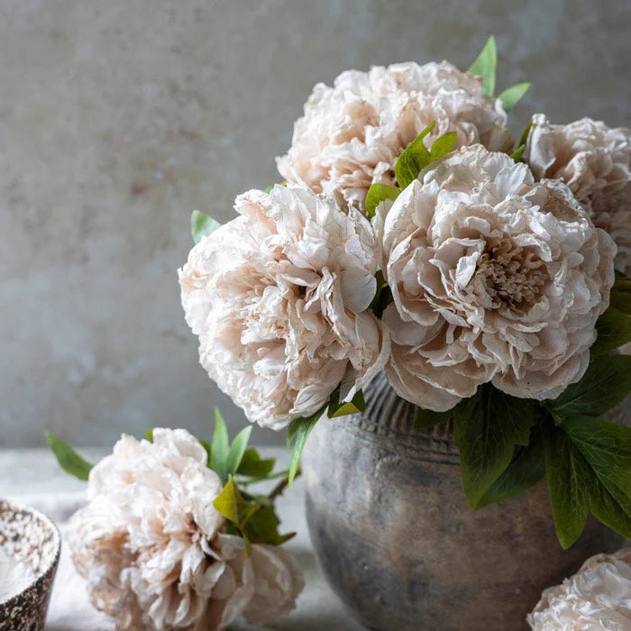 Evening Dew Peony