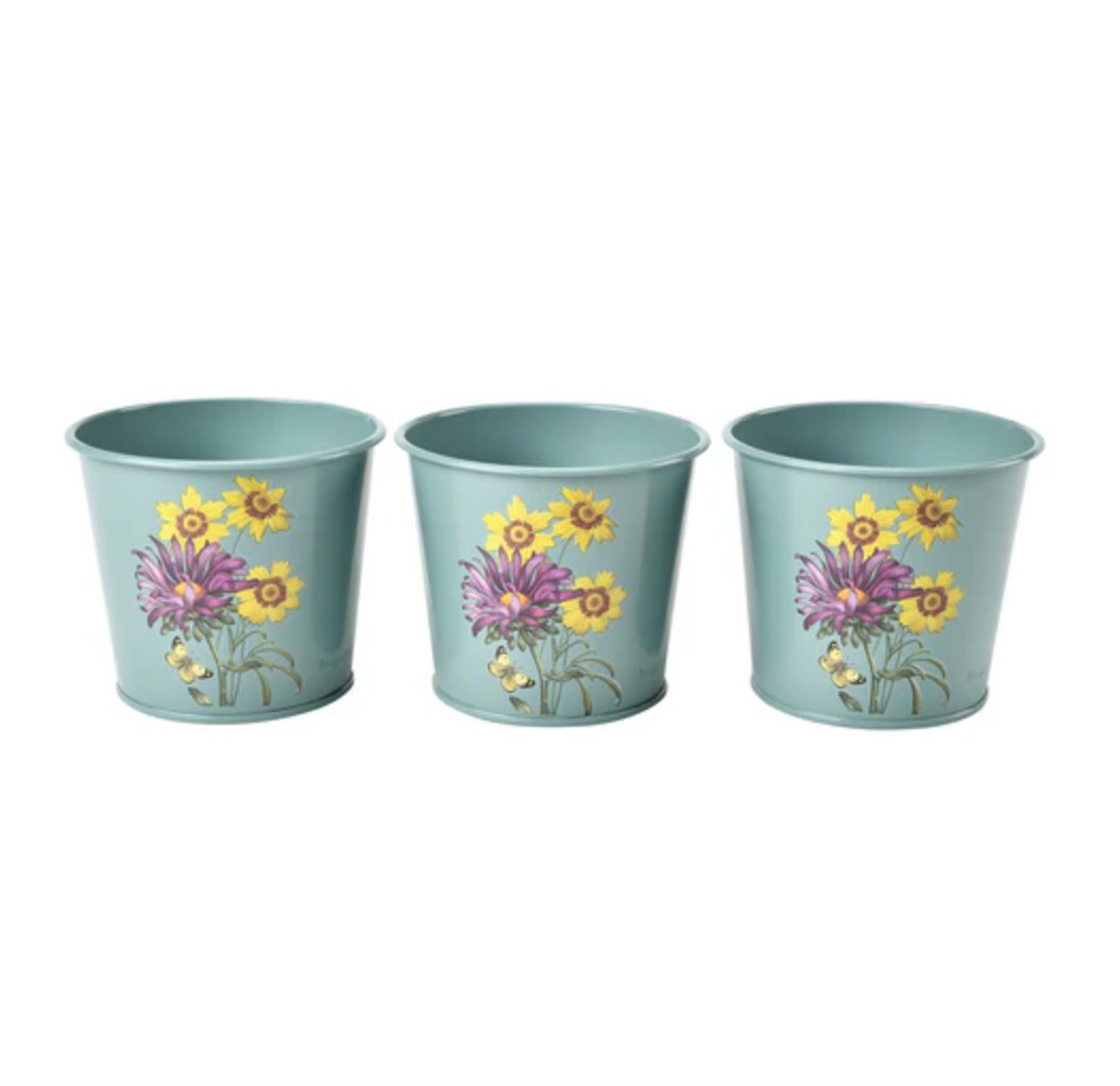Asteraceae Herb Pot Set