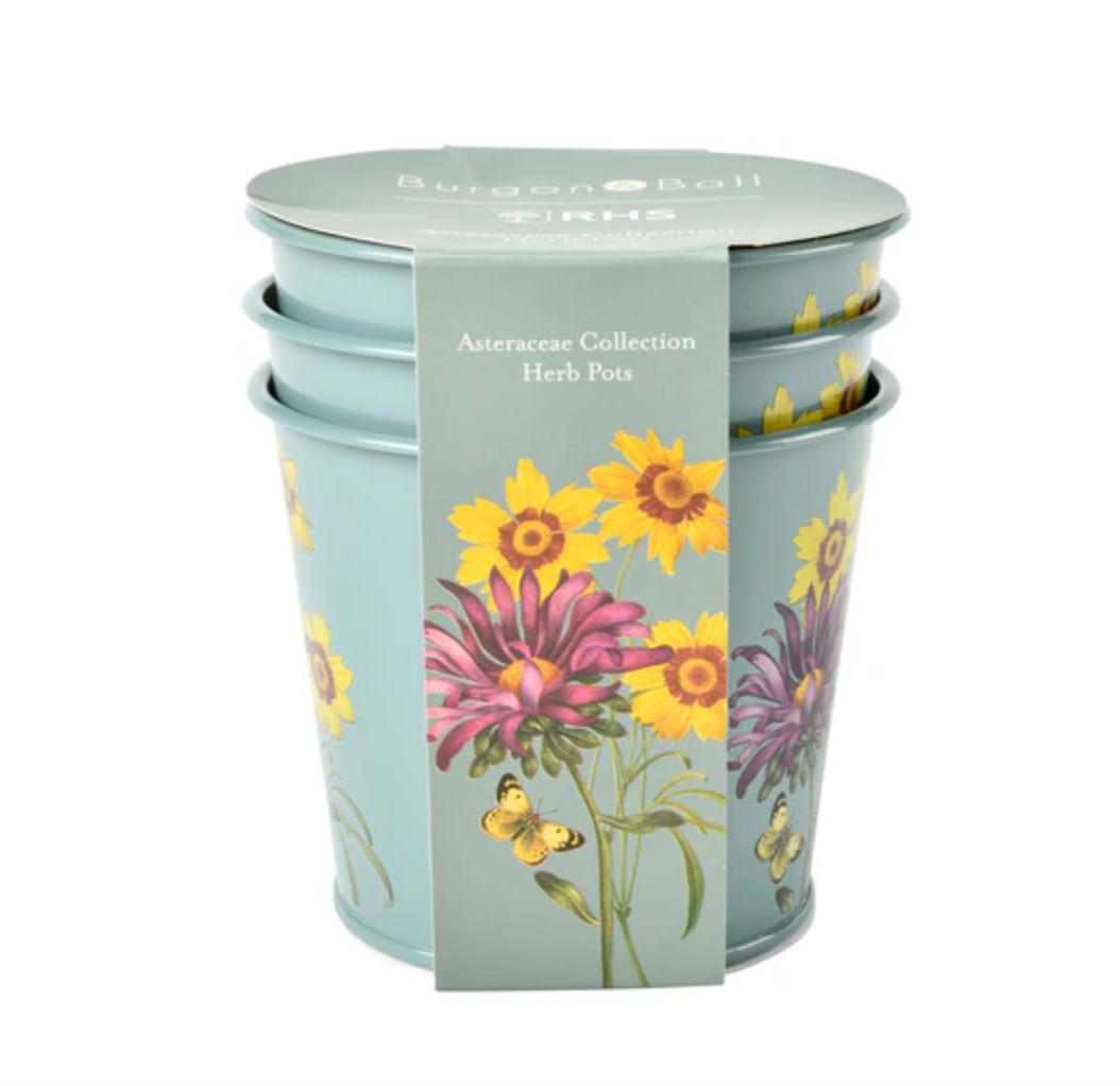 Asteraceae Herb Pot Set