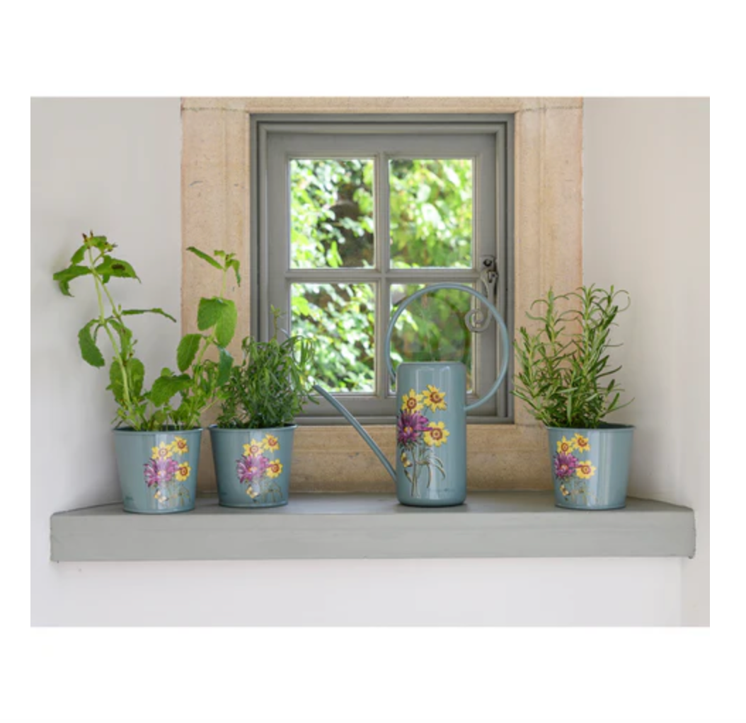 Asteraceae Herb Pot Set