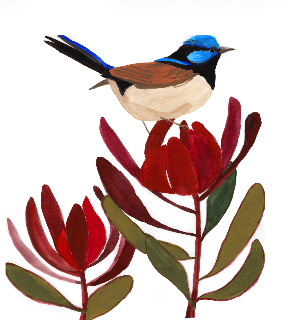 Fairy Wren 2 Signed Art Print