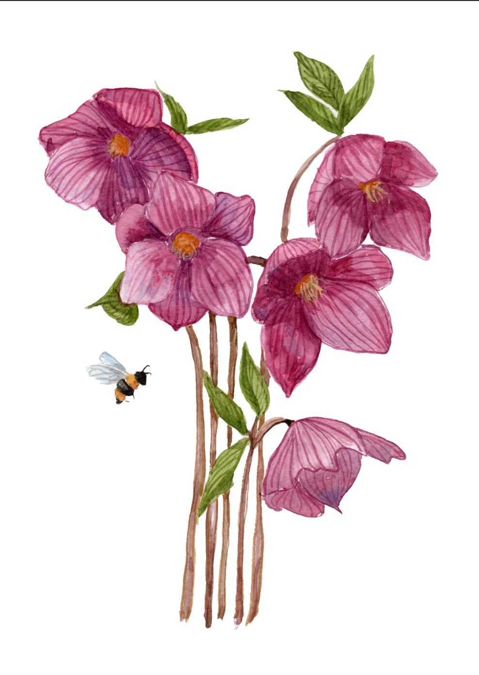 Hellebores Signed Art Print