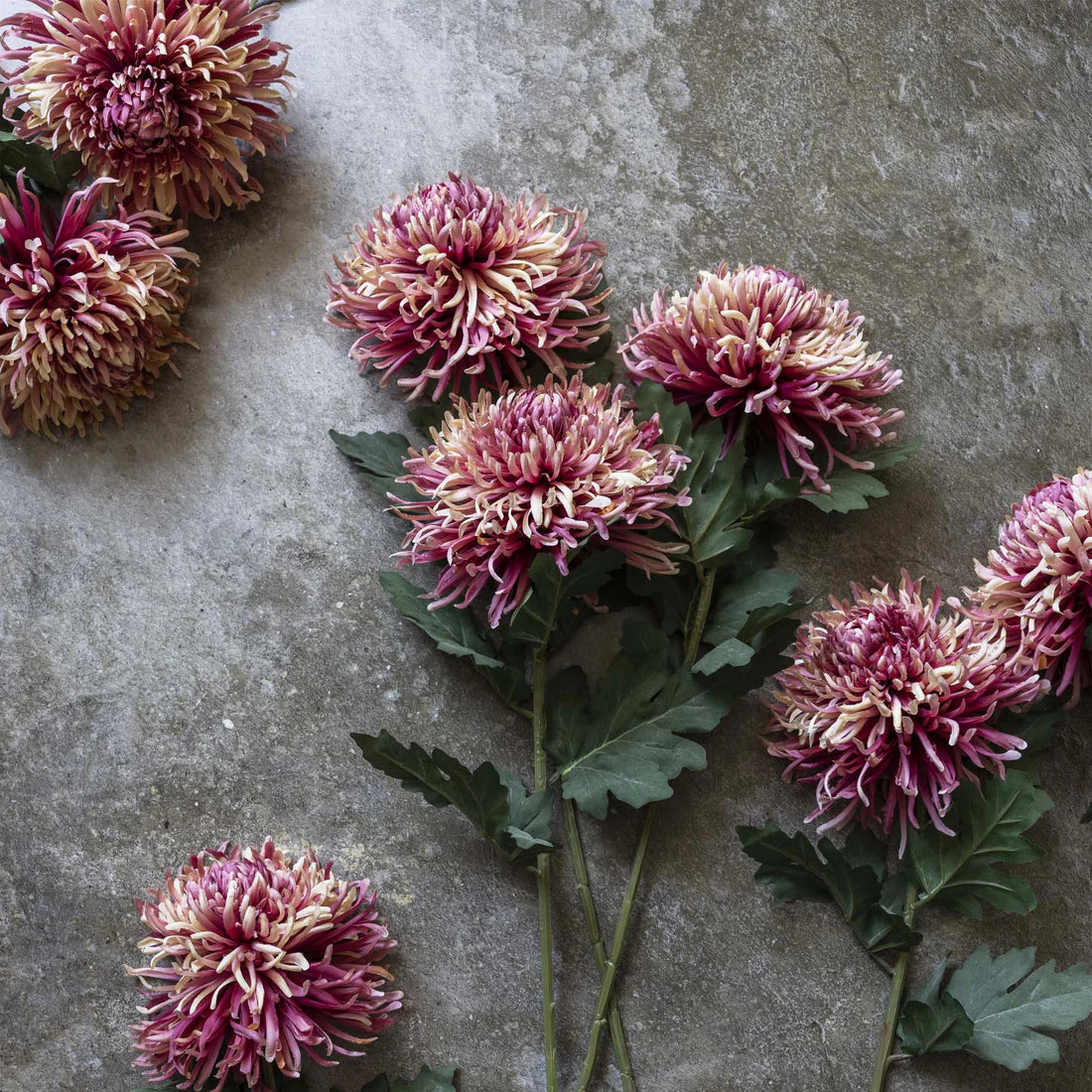 Chrysanthemum - Sunset