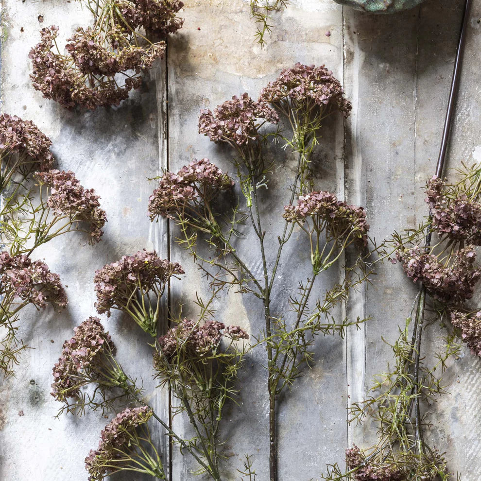 Dill Flower