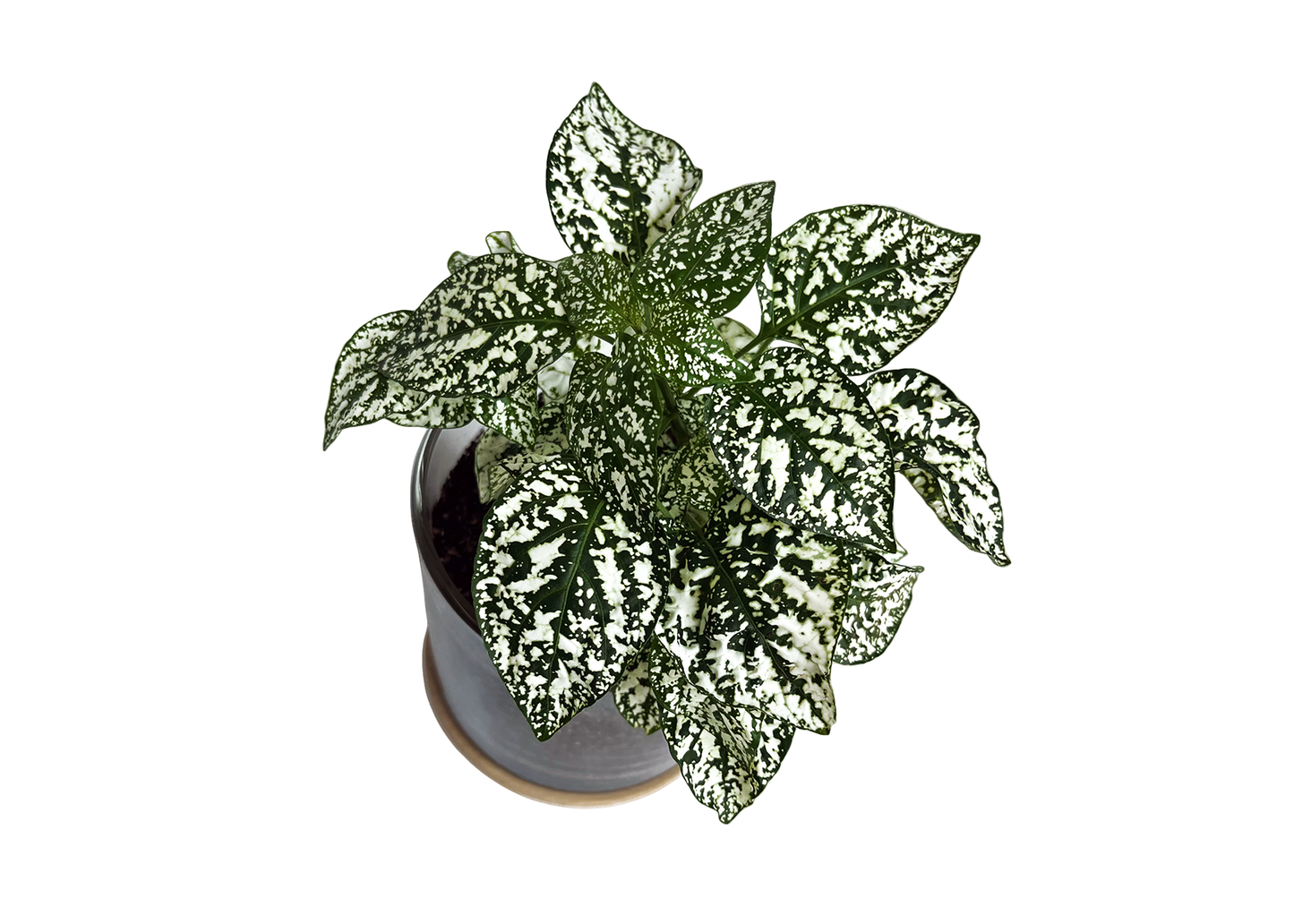 Potting Shed Creations, Ltd. - NEW | Houseplant Collection | First Snow