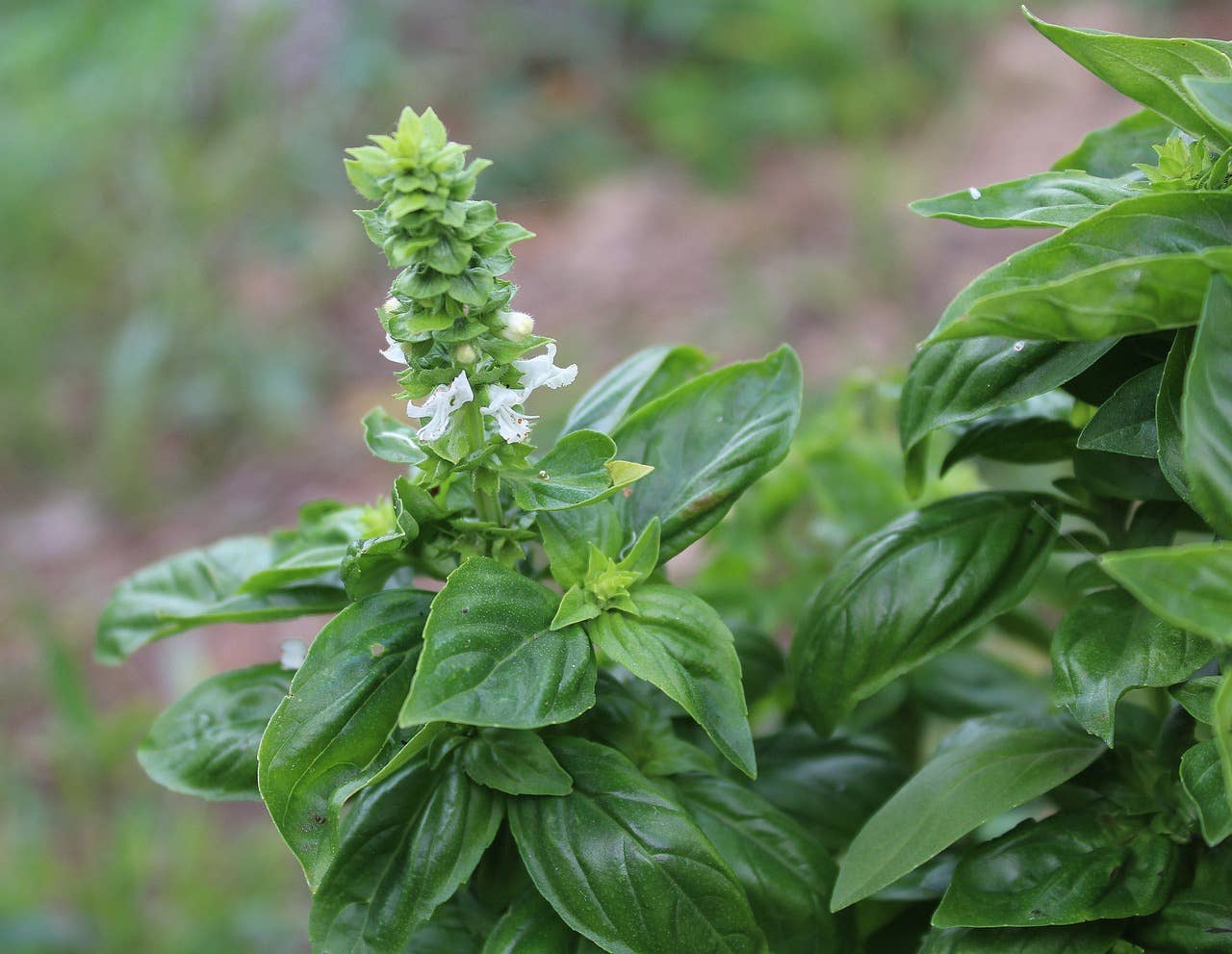 Anellabees - Large Leaf Basil Garden Seeds