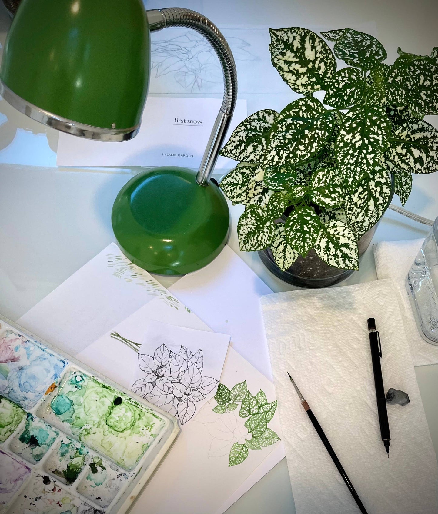 Potting Shed Creations, Ltd. - NEW | Houseplant Collection | First Snow