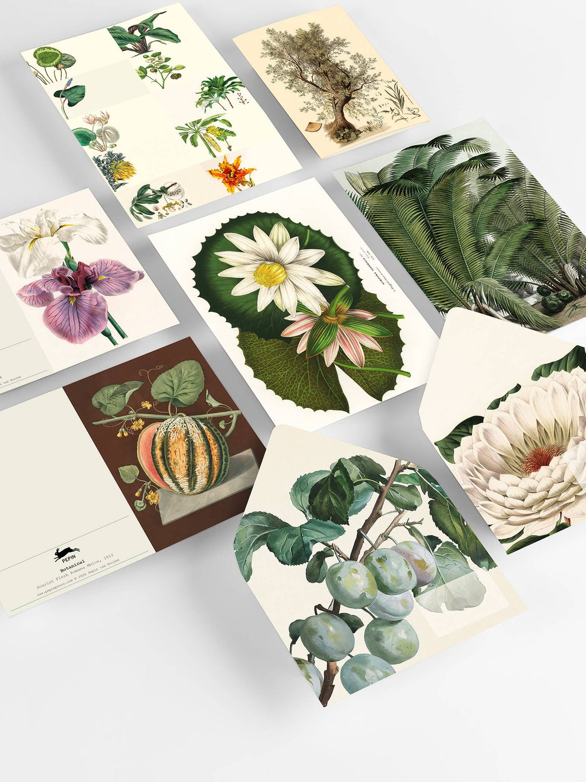 Pepin Press - Botanical Correspondence Set