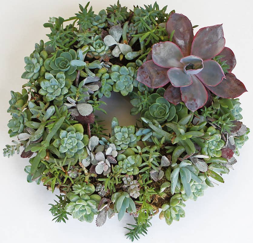 SuperMoss - Living Wreath Round: 11"