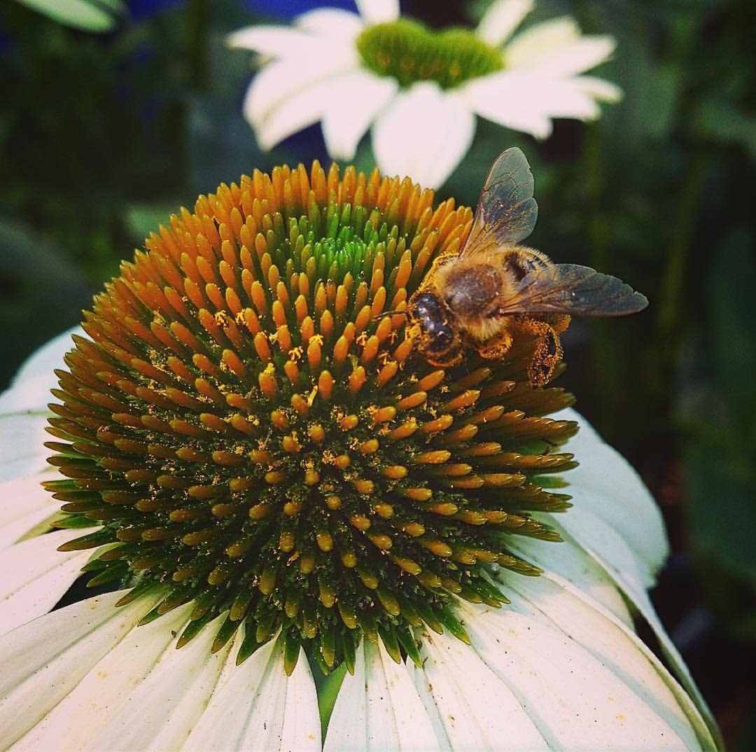 Potting Shed Creations, Ltd. - Garden Sprinkles | Honeybee