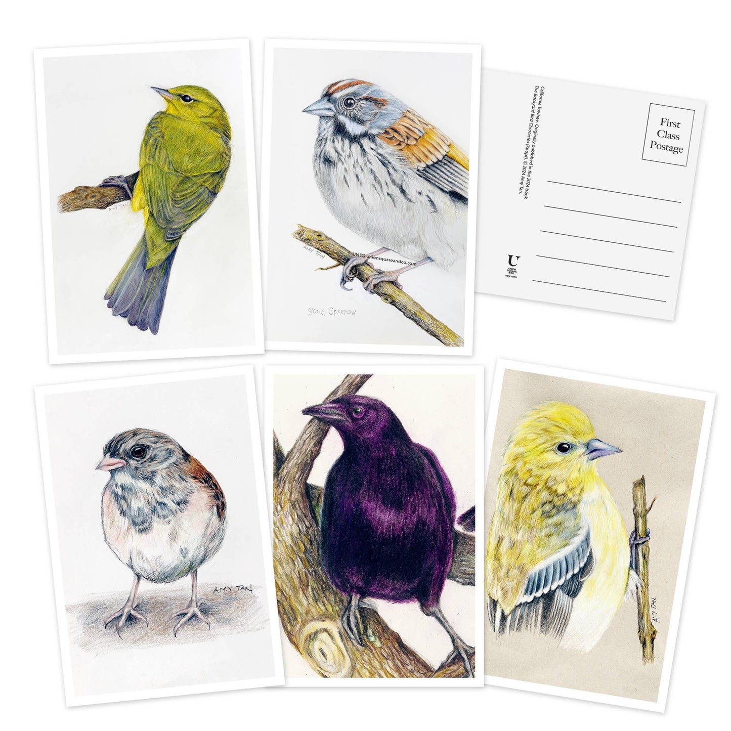 Hachette Book Group - The Backyard Bird Chronicles: 50 Postcards by Amy Tan