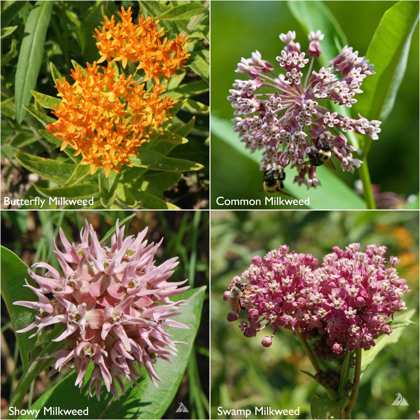 Potting Shed Creations, Ltd. - Garden Sprinkles | Monarch Milkweed