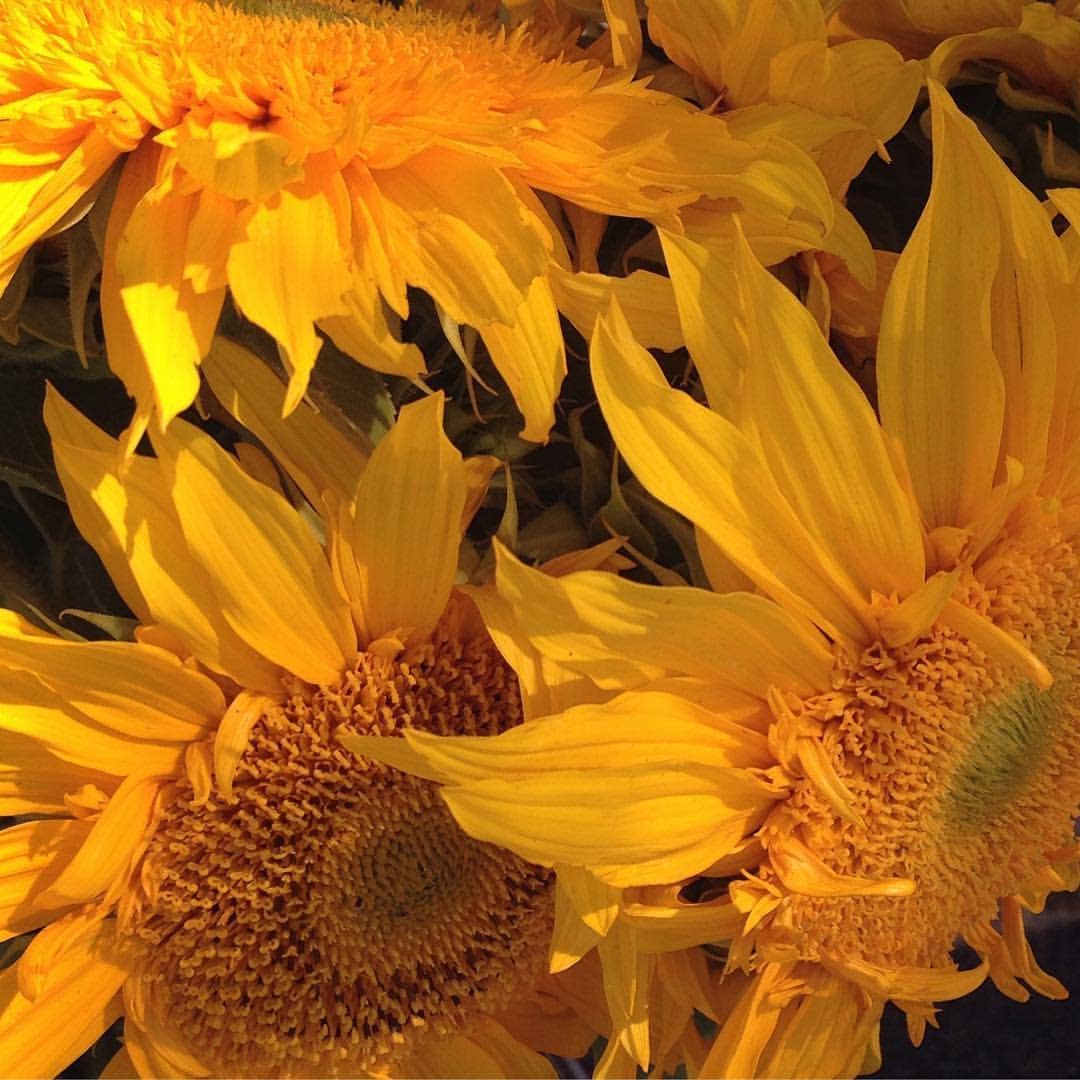 Potting Shed Creations, Ltd. - Scatter Garden | Van Gogh Sunflowers: Van Gogh Sunflower