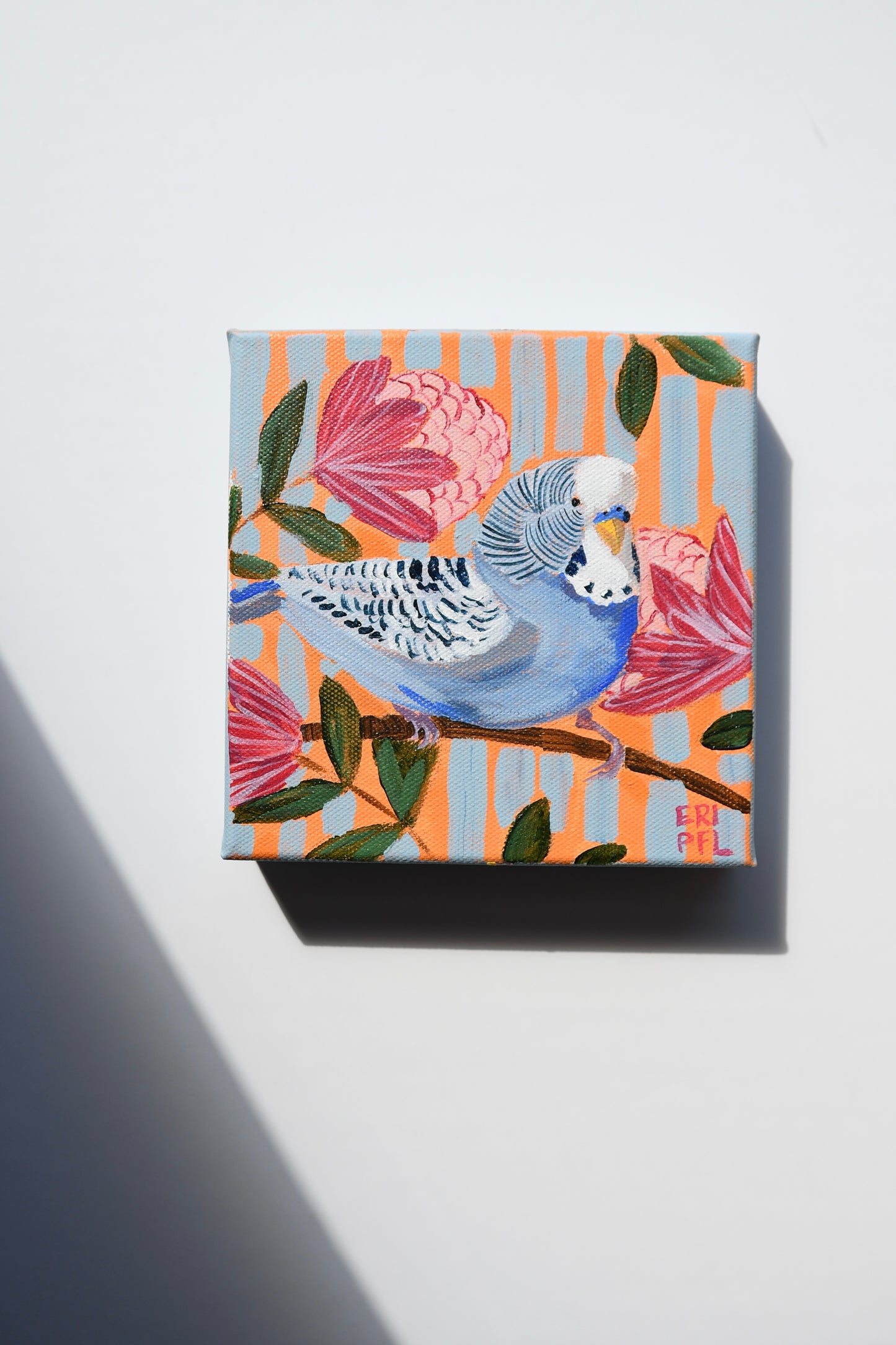 A Bird A Day No 14: The Budgie