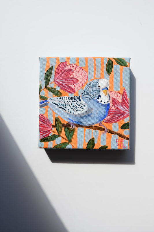 A Bird A Day No 14: The Budgie