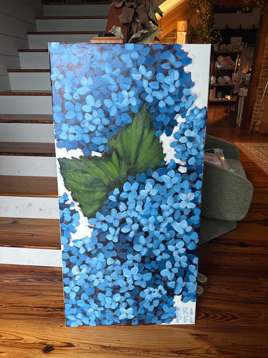 Hydrangeas in Bloom
