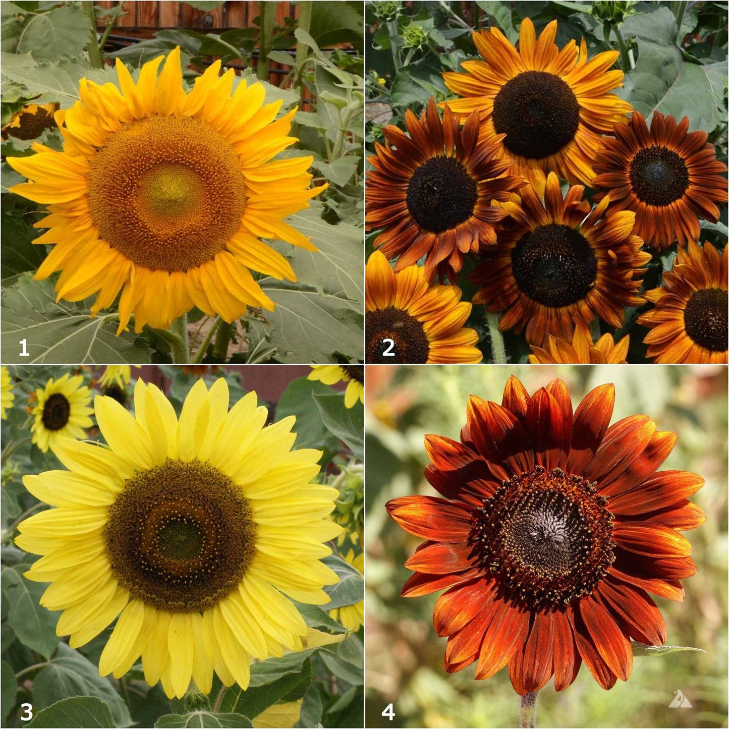 Potting Shed Creations, Ltd. - Scatter Garden | Van Gogh Sunflowers: Van Gogh Sunflower