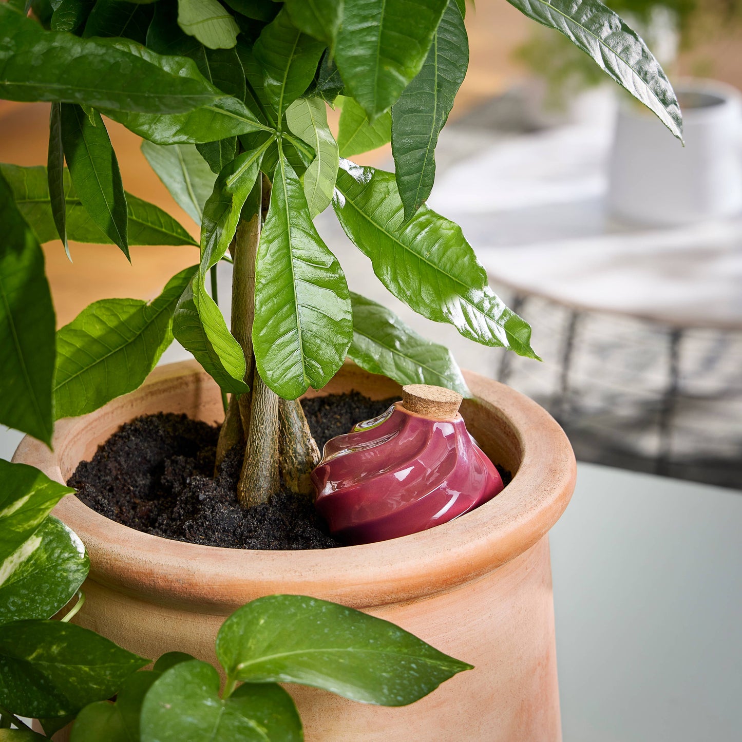 Modern Sprout - Terracotta Watering Bulb