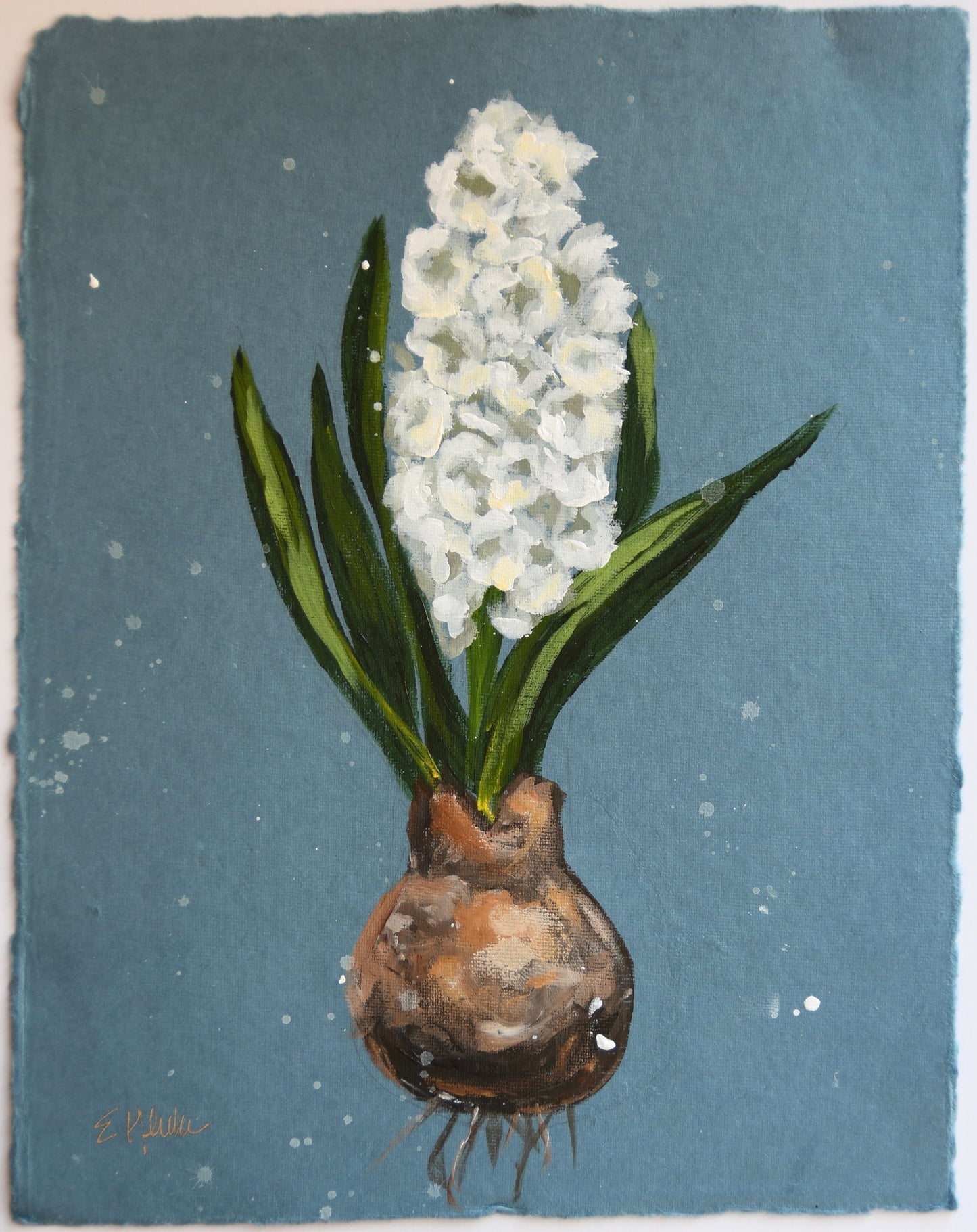 Framed Hyacinth on Blue