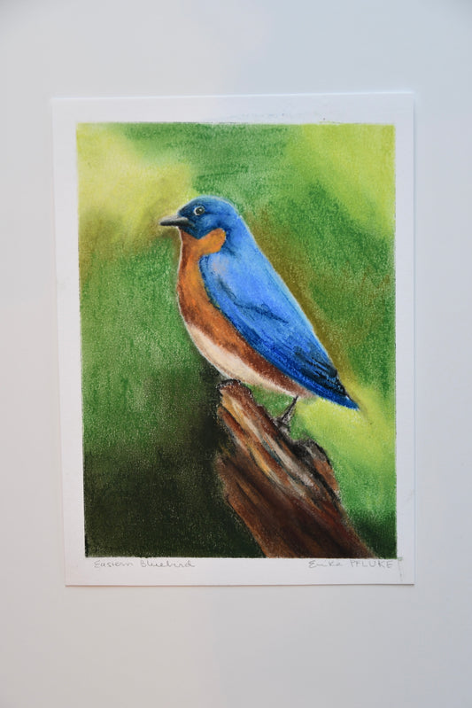 Eastern Bluebird Pastel Art