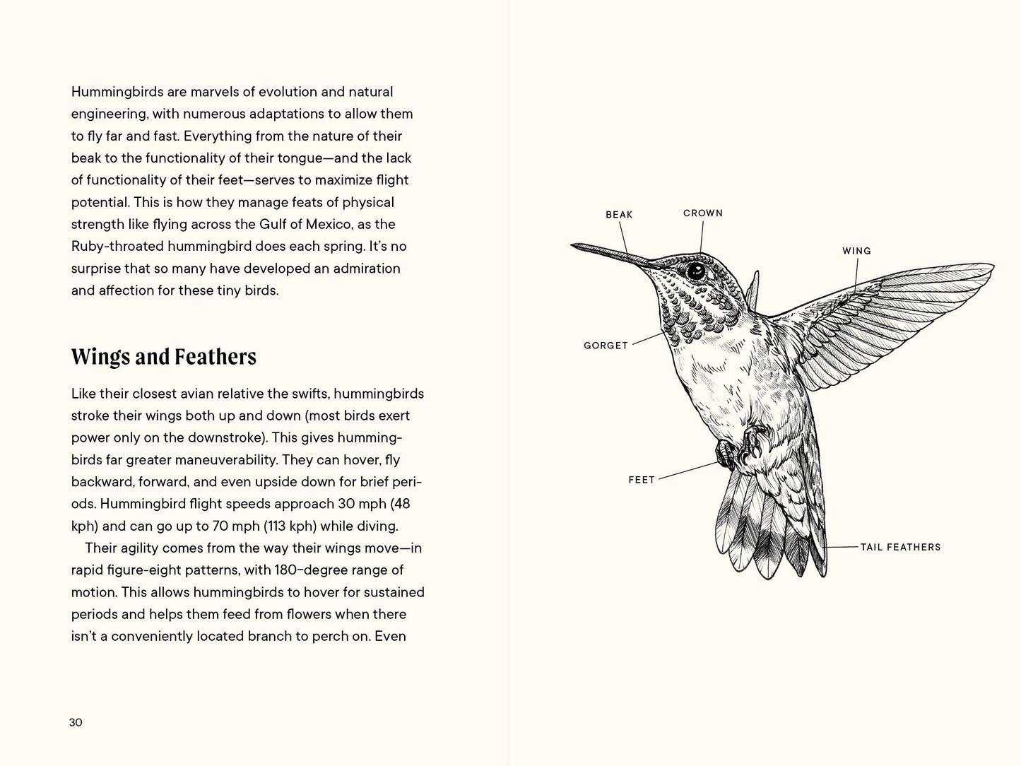 Paige Tate & Co. - A Little Book of Hummingbirds