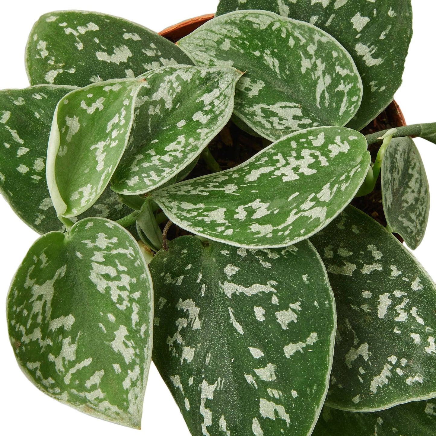 House Plant Wholesale - POTHOS SATIN 4-inch