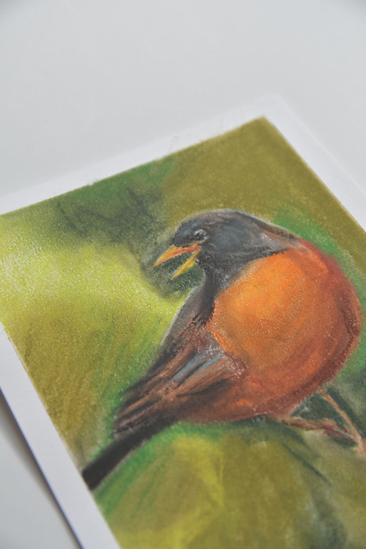 American Robin Pastel Art