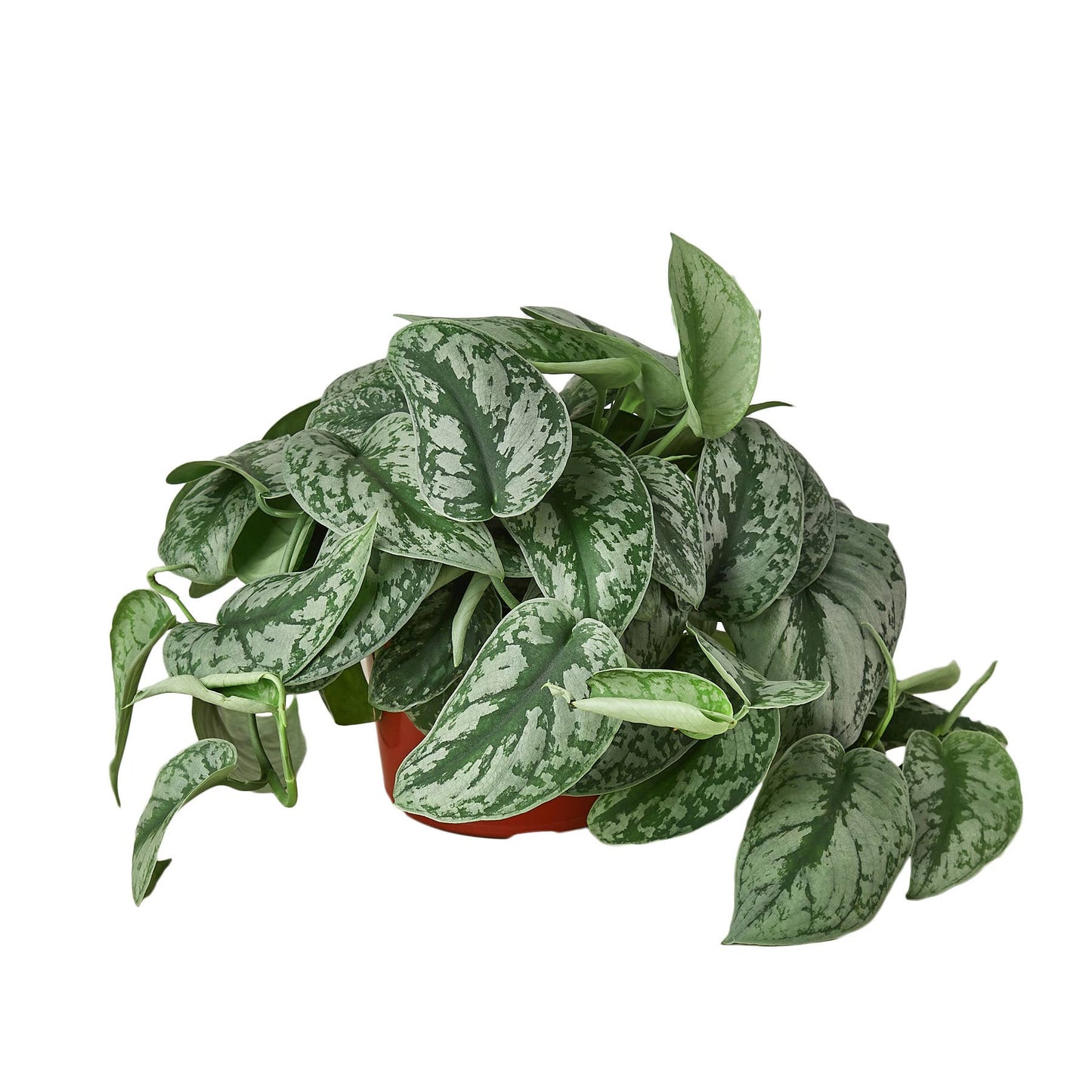 House Plant Wholesale - POTHOS SILVER SPLASH 6-inch