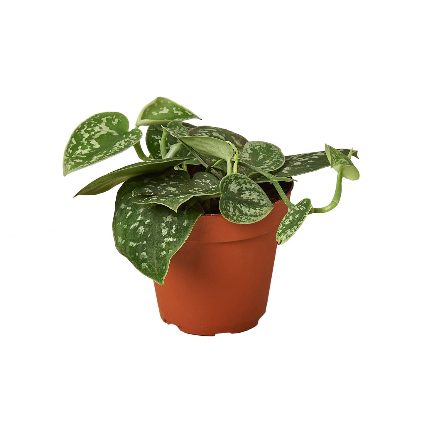 House Plant Wholesale - POTHOS SATIN 4-inch