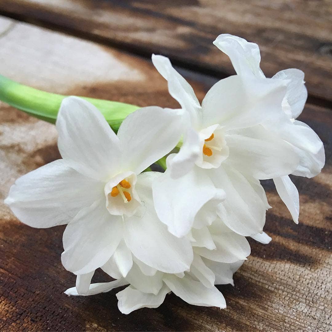 Potting Shed Creations, Ltd. - Essential | Christmas Paperwhites Winter Garden