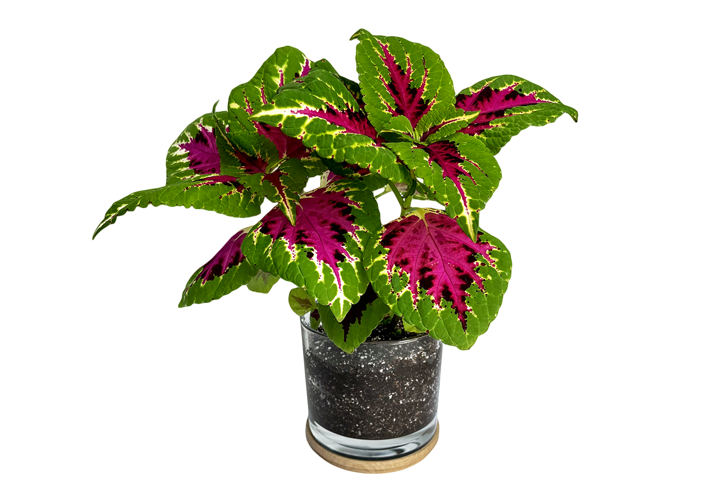 Potting Shed Creations, Ltd. - NEW | Houseplant Collection | Painted Leaf