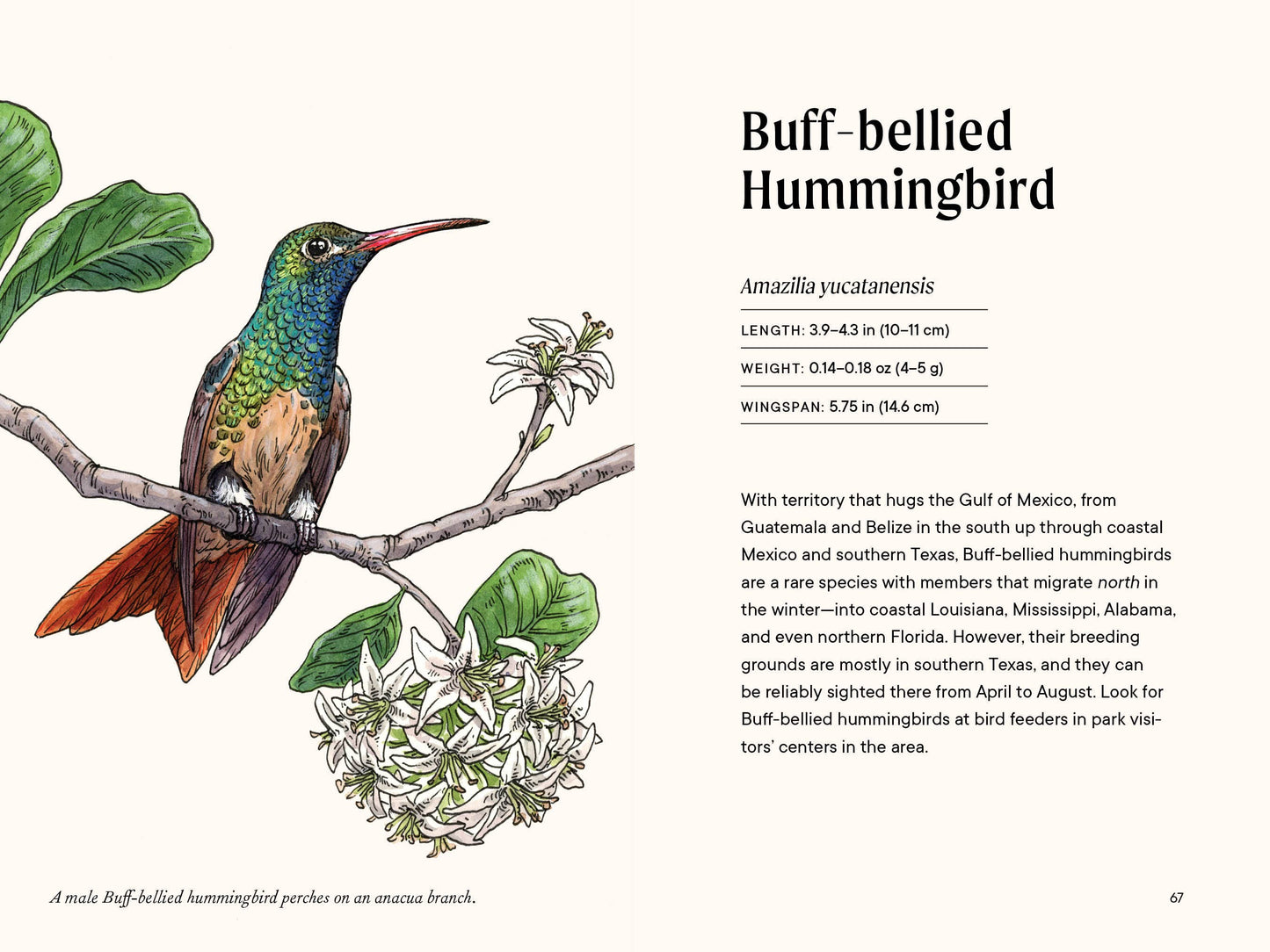 Paige Tate & Co. - A Little Book of Hummingbirds