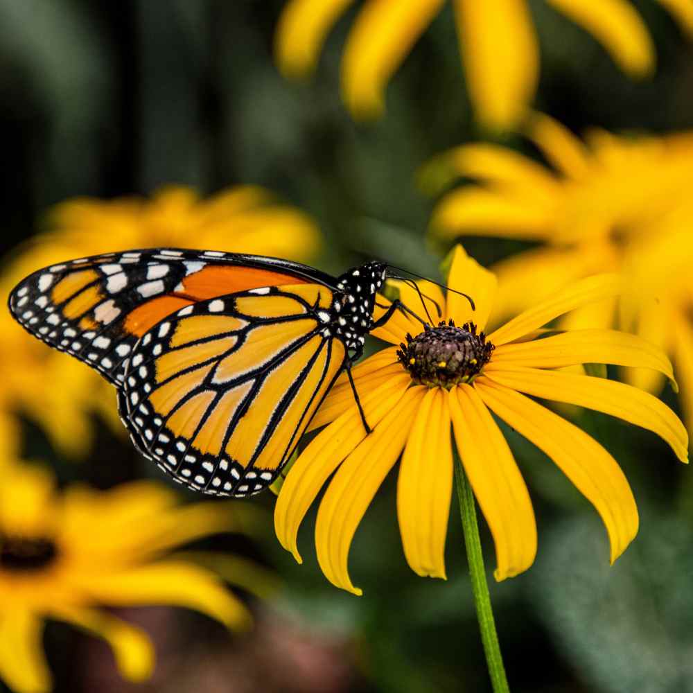 Potting Shed Creations, Ltd. - Garden Sprinkles | Monarch Milkweed