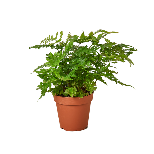 House Plant Wholesale - FERN AUTUMN 4-inch