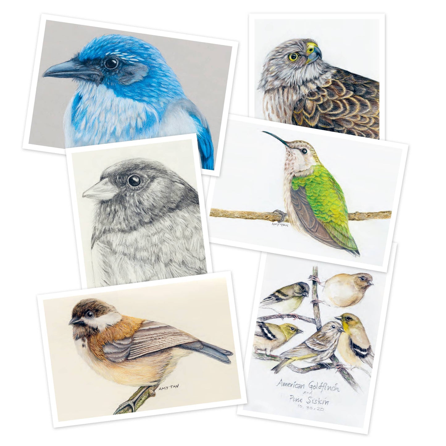 Hachette Book Group - The Backyard Bird Chronicles: 50 Postcards by Amy Tan